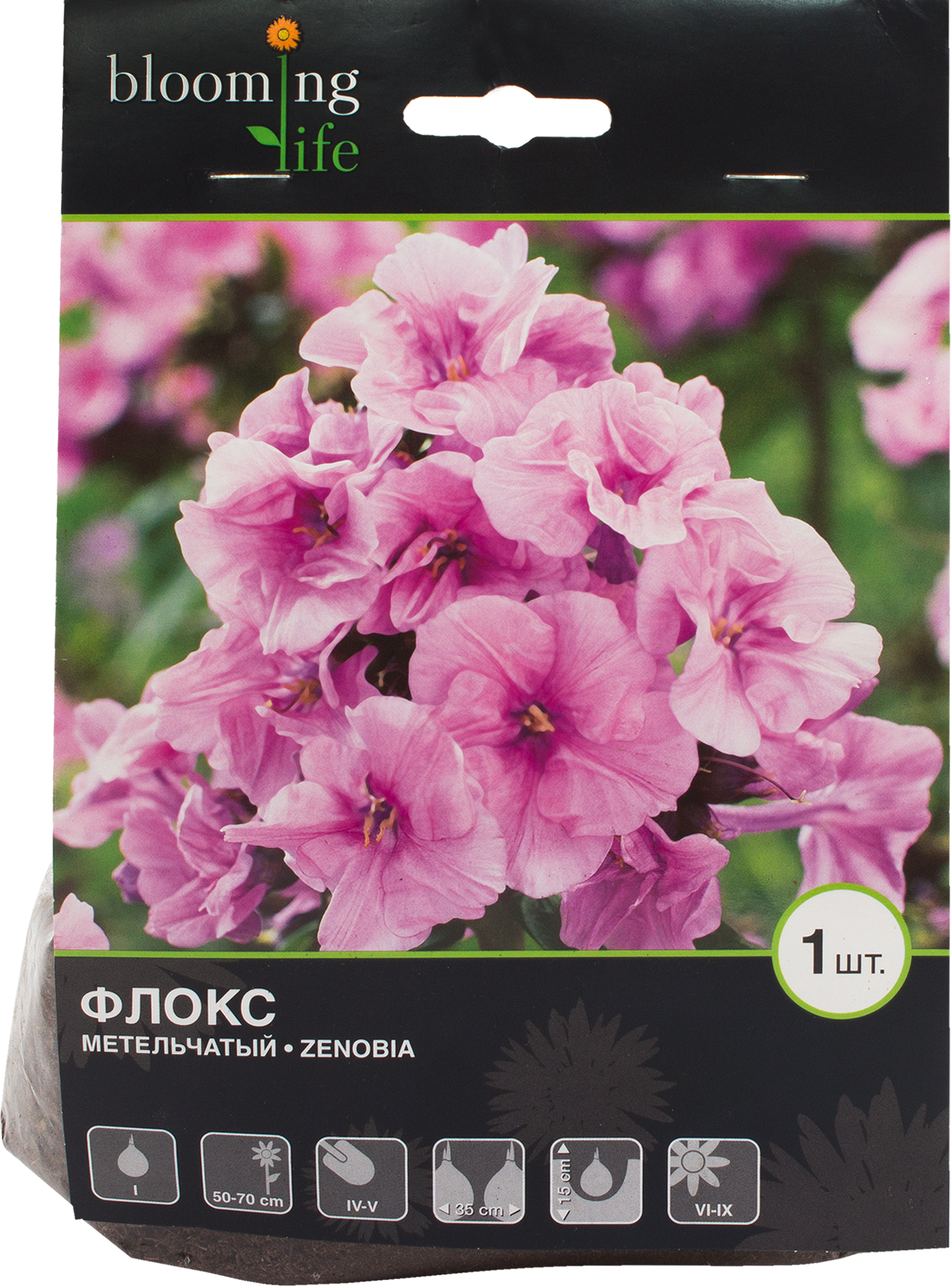 Флокс Зенобия Zenobia. Флокс метельчатый Zenobia. Флокс метельчатый Зенобия Phlox paniculata Zenobia. Pan. Zenobia Флокс.