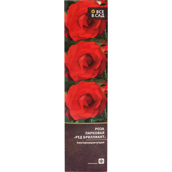 Роза парковая «Ред Бриллиант» в тубе в Москве – купить по низкой цене в интернет-магазине Леруа Мерлен