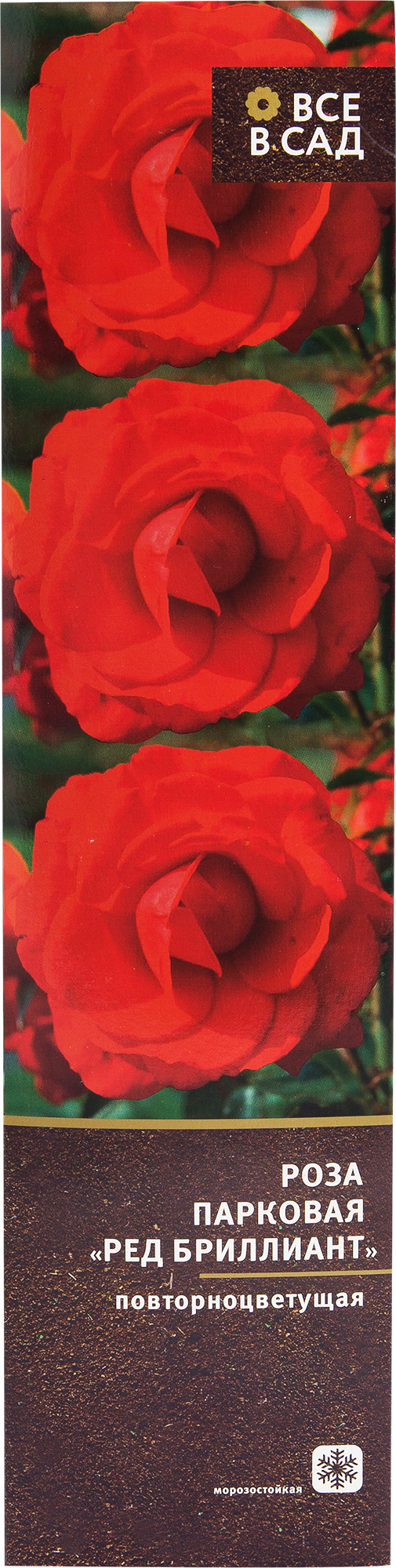 Роза парковая «Ред Бриллиант» в тубе в Москве – купить по низкой цене в интернет-магазине Леруа Мерлен