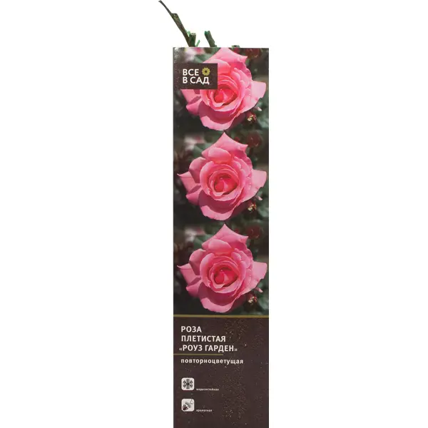 Роза плетистая «Роуз Гарден» в тубе в Твери – купить по низкой цене в интернет-магазине Леруа Мерлен