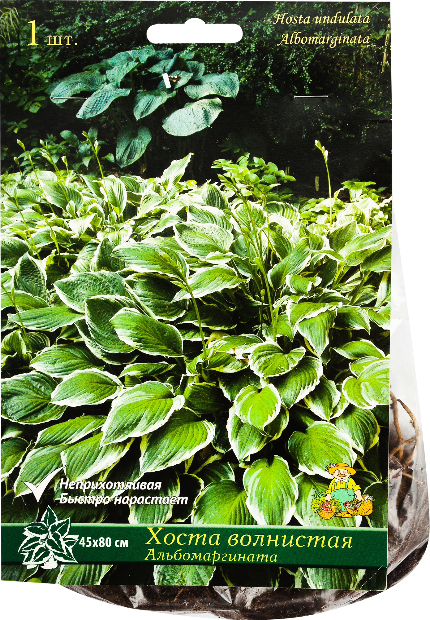 Хоста undulata albomarginata фото и описание