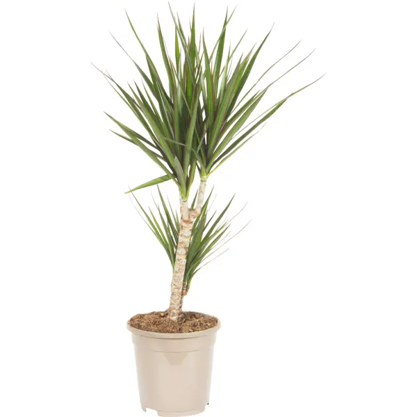 Комнатные растения, которые ошибочно считают пальмами. Кто есть кто на самом деле