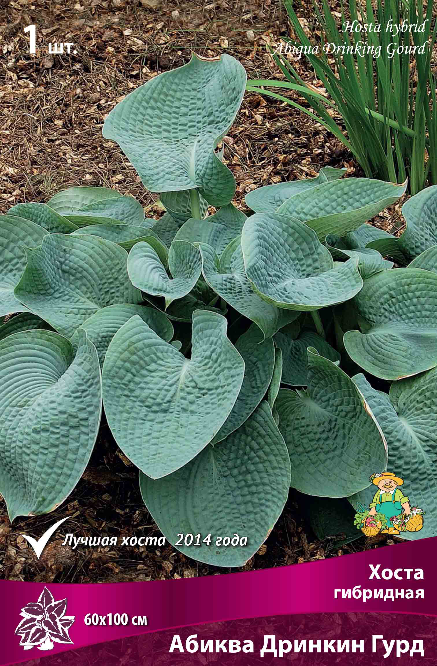 Hosta abiqua drinking gourd. Хоста гибридная Абиква дринкин гурд. Хоста Abiqua drinking Gourd. Хоста Абиква дринкин. Хоста гибридная 'Abiqua drinking Gourd'.