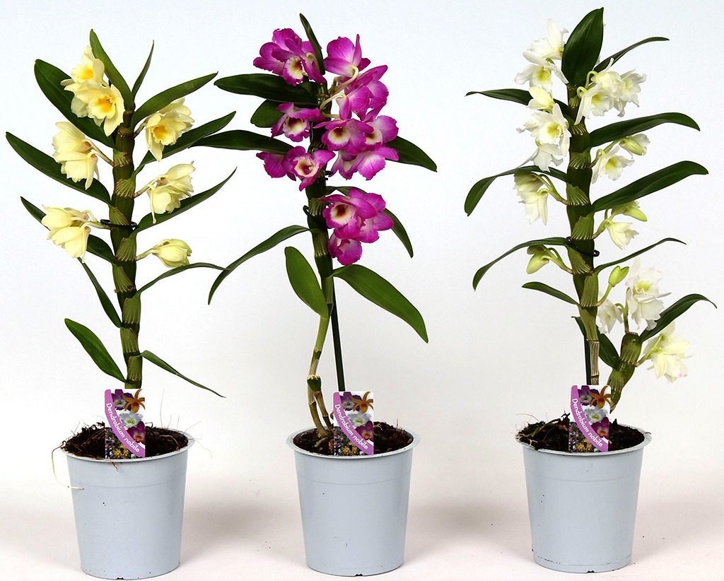 Разновидность орхидей дендробиум фото