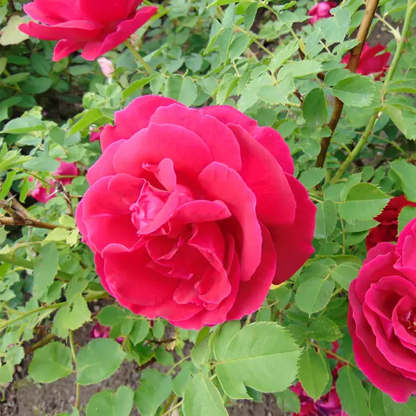 Роза парковая канадская «Катберт Грант», 3.5 л в Омске – купить по низкой  цене в интернет-магазине Леруа Мерлен