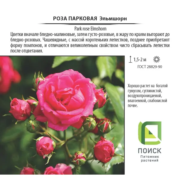 Роза парковые фото и описание