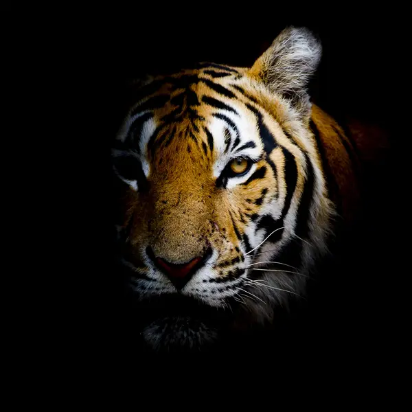 Картина на стекле «Непобедимый тигр» 40х40 см наклейка на автомобиль тигр 25 х 25 см