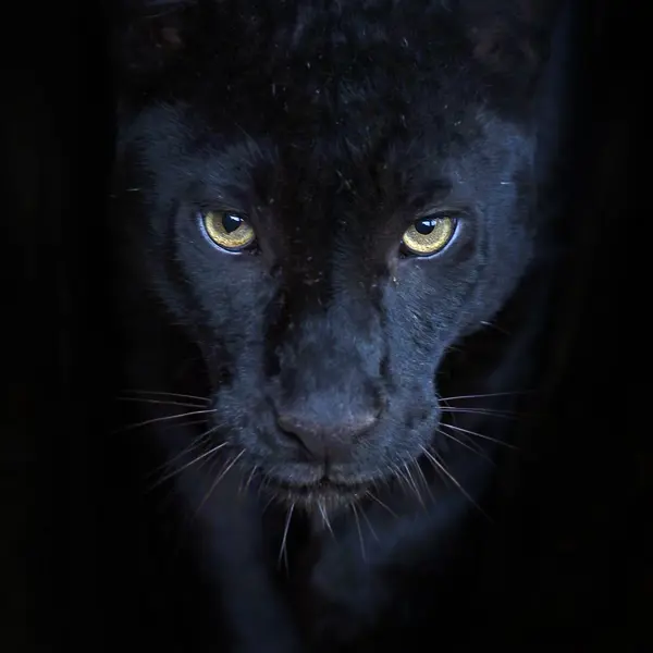 Картина на стекле «Элегант пантера» 40х40 см картина на стекле мудрый лев 40х60 см
