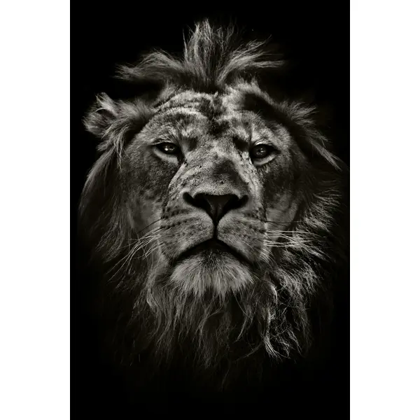 Картина на стекле «Мудрый лев» 40х60 см картина на стекле лавандовые поля 50x70 см