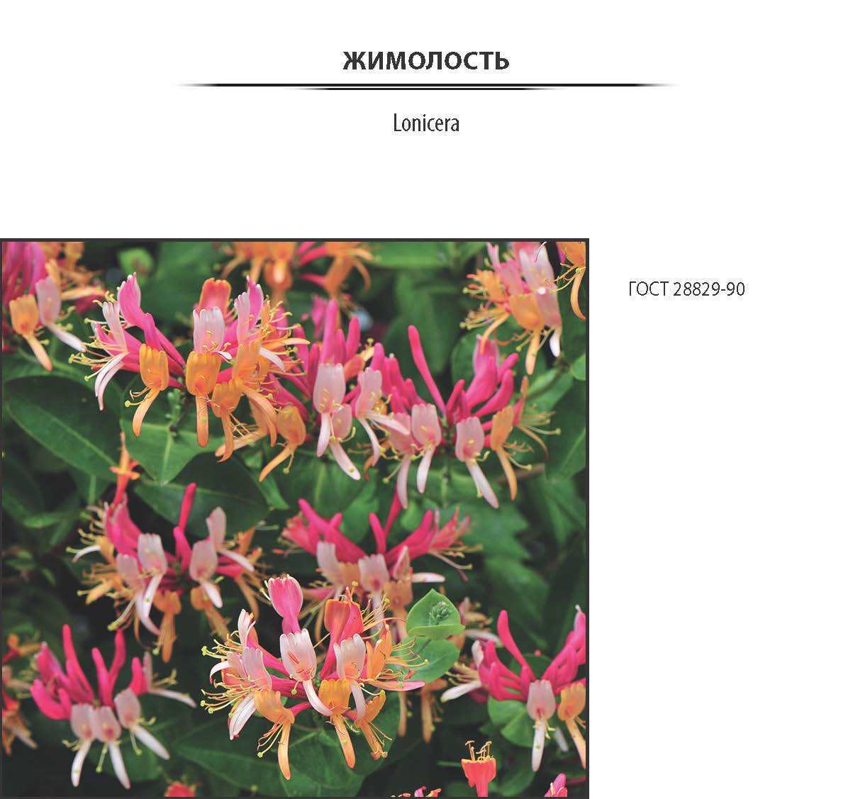 Жимолость съедобная «Сибирячка», контейнер 2-3 л ✳️ купить по цене 798  ₽/шт. в Москве с доставкой в интернет-магазине Леруа Мерлен