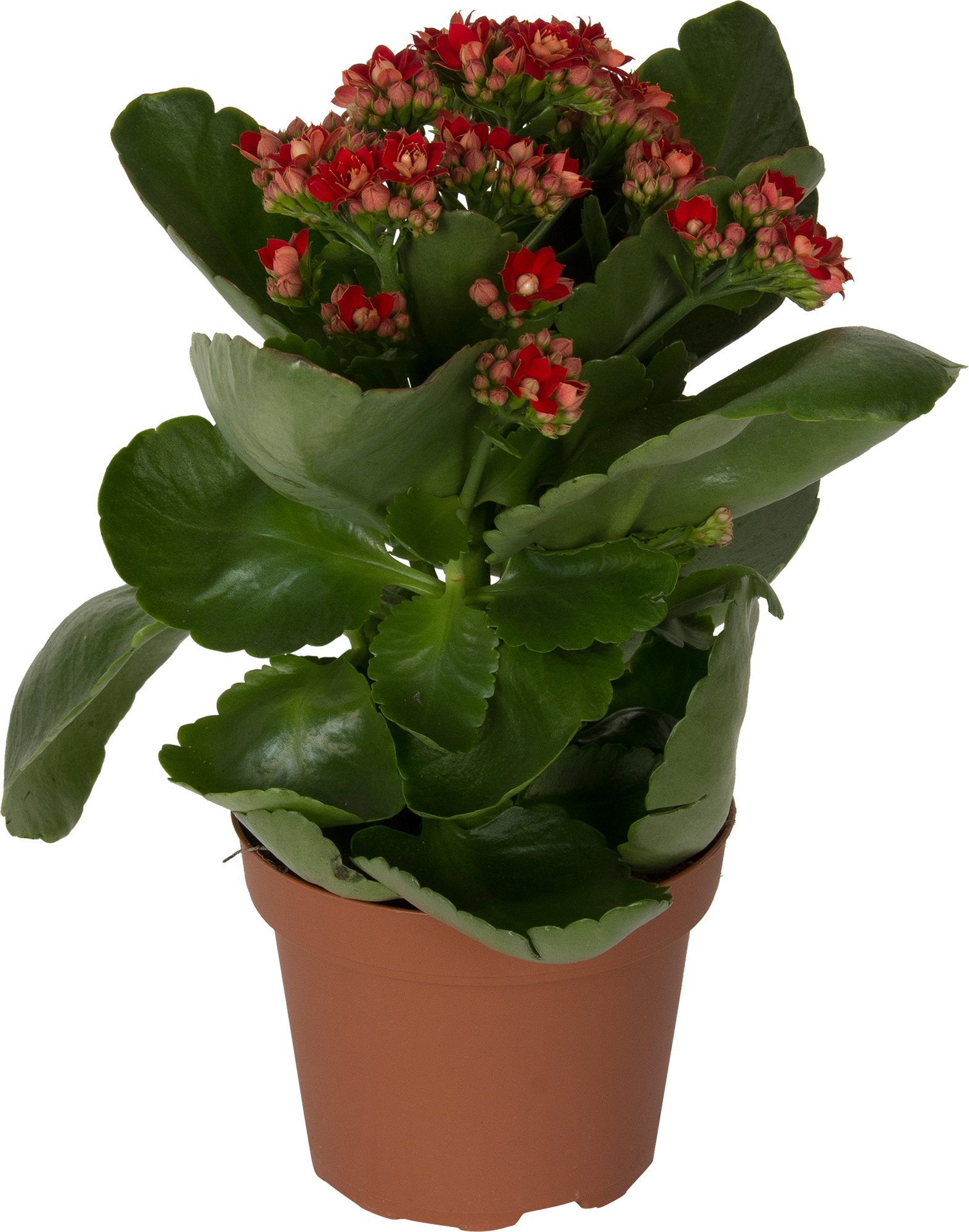 Kalanchoe С†РІРµС‚РѕРє ikea