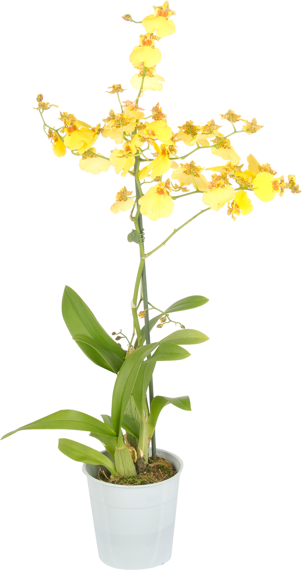 Орхидея Онцидиум ø12 h60 см по цене 734 ₽/шт. купить в Тюмени в  интернет-магазине Леруа Мерлен
