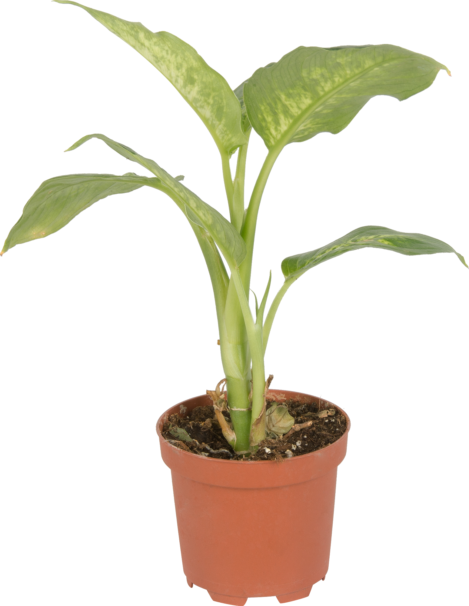 Диффенбахия компакта Dieffenbachia compacta