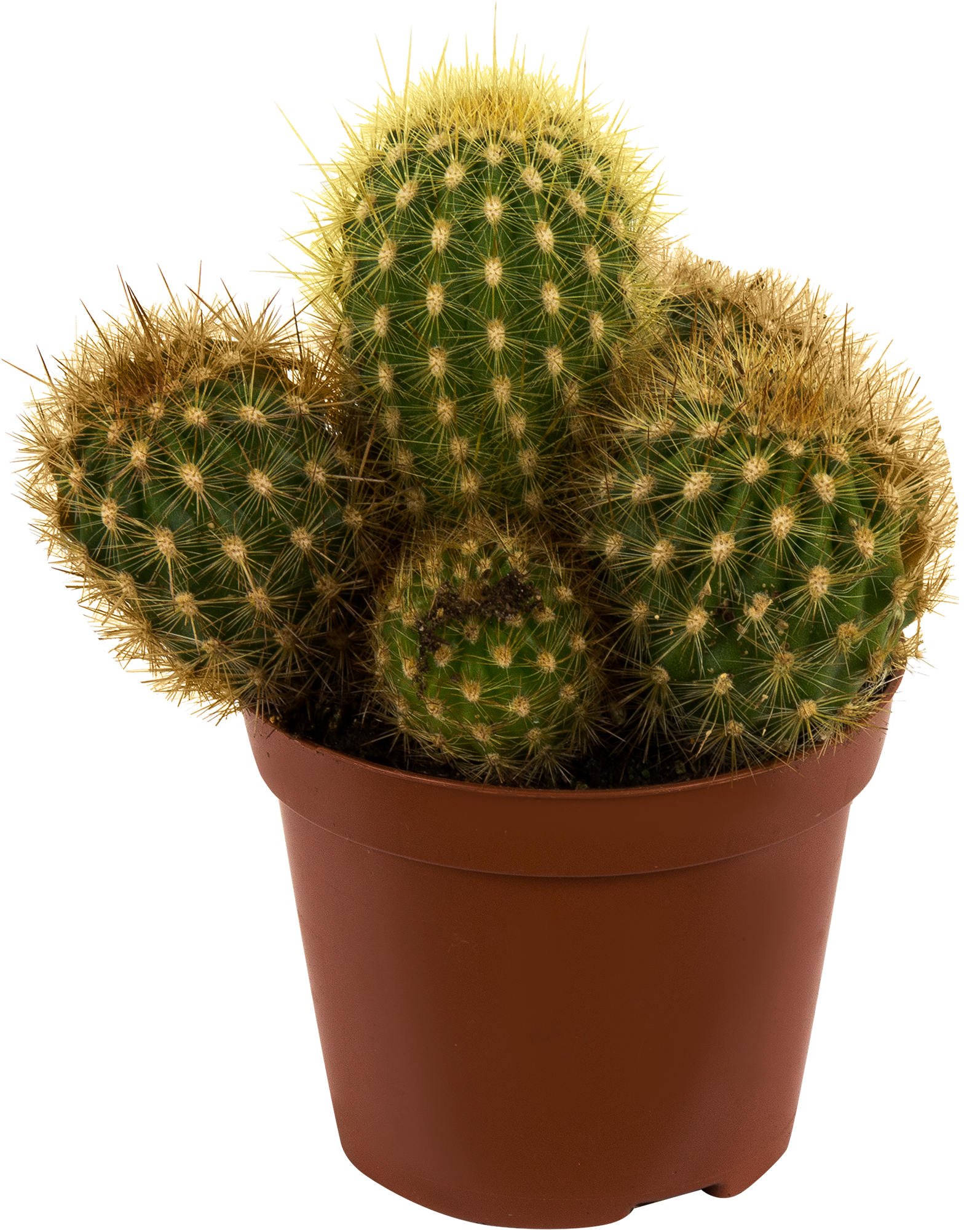 Ситилинк cactus. Кактус опунция микс. Кактус микс Леруа. Кактус Сферикал микс. Кактус микс Ронделла.