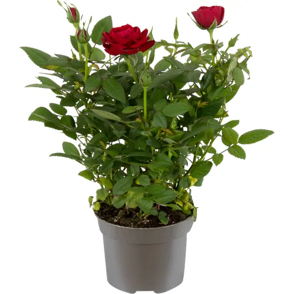 Роза Кордана микс 10x25 см роза фатертаг миниатюрная топалович