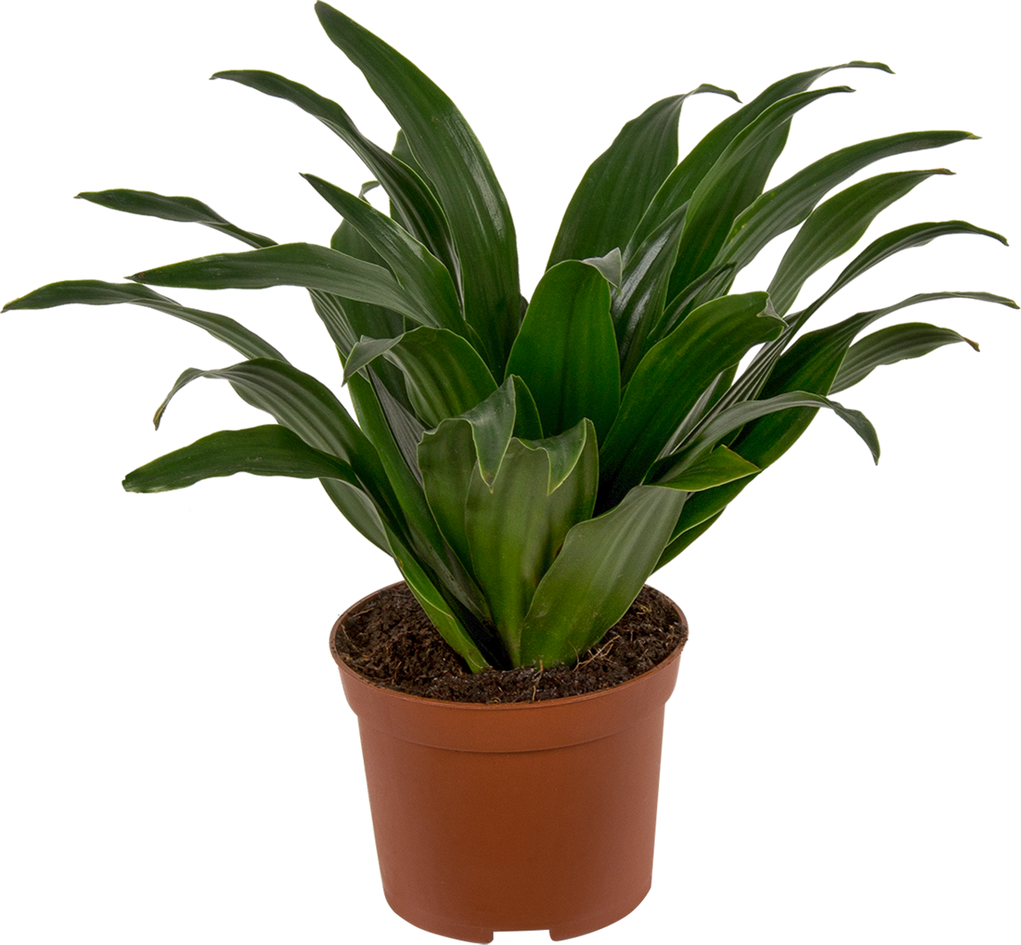 Аглаонема - комнатное растение, которое легко выращивать. Как правильно ухаживать за аглонемами?