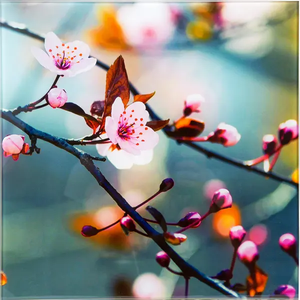 Картина на стекле 30х30 см «Японская вишня» картина на стекле сладкая черника 30х30 см