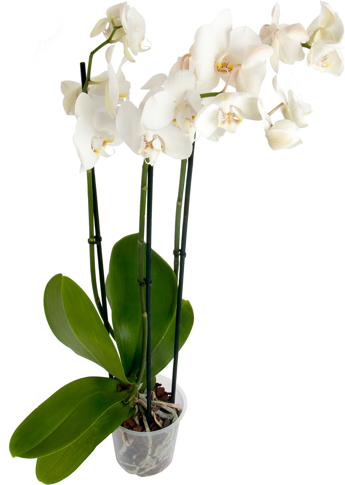 Купить орхидею в ставрополе. Орхидея фаленопсис микс. Леруа Мерлен орхидеи фаленопсис. Фаленопсис Merlin. Фаленопсис триксион.