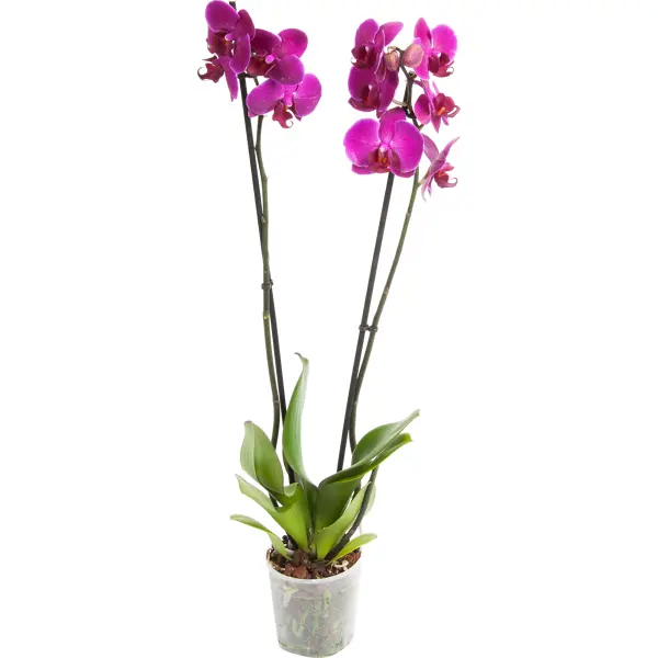 Орхидея Фаленопсис микс 2 стебля ø12 h60 см Центр букетов орхидея фаленопсис роял блю окрашенный 1 стебель ø12 h60 см синий
