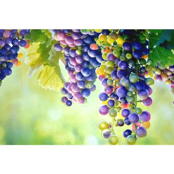 фото Листовая панель пвх виноград 1002х602х0.5 мм 0.6 м² grace