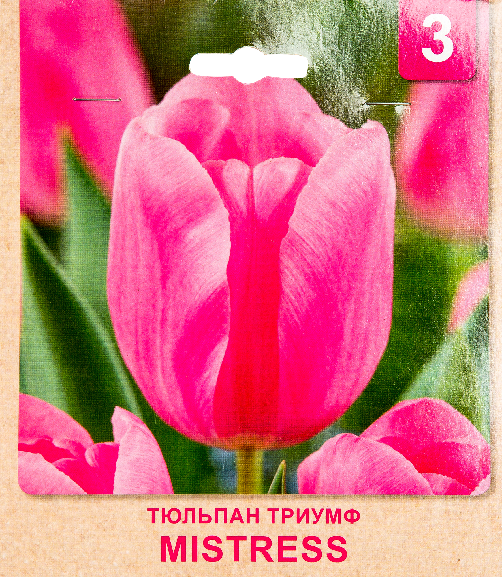 Тюльпан mistress фото и описание