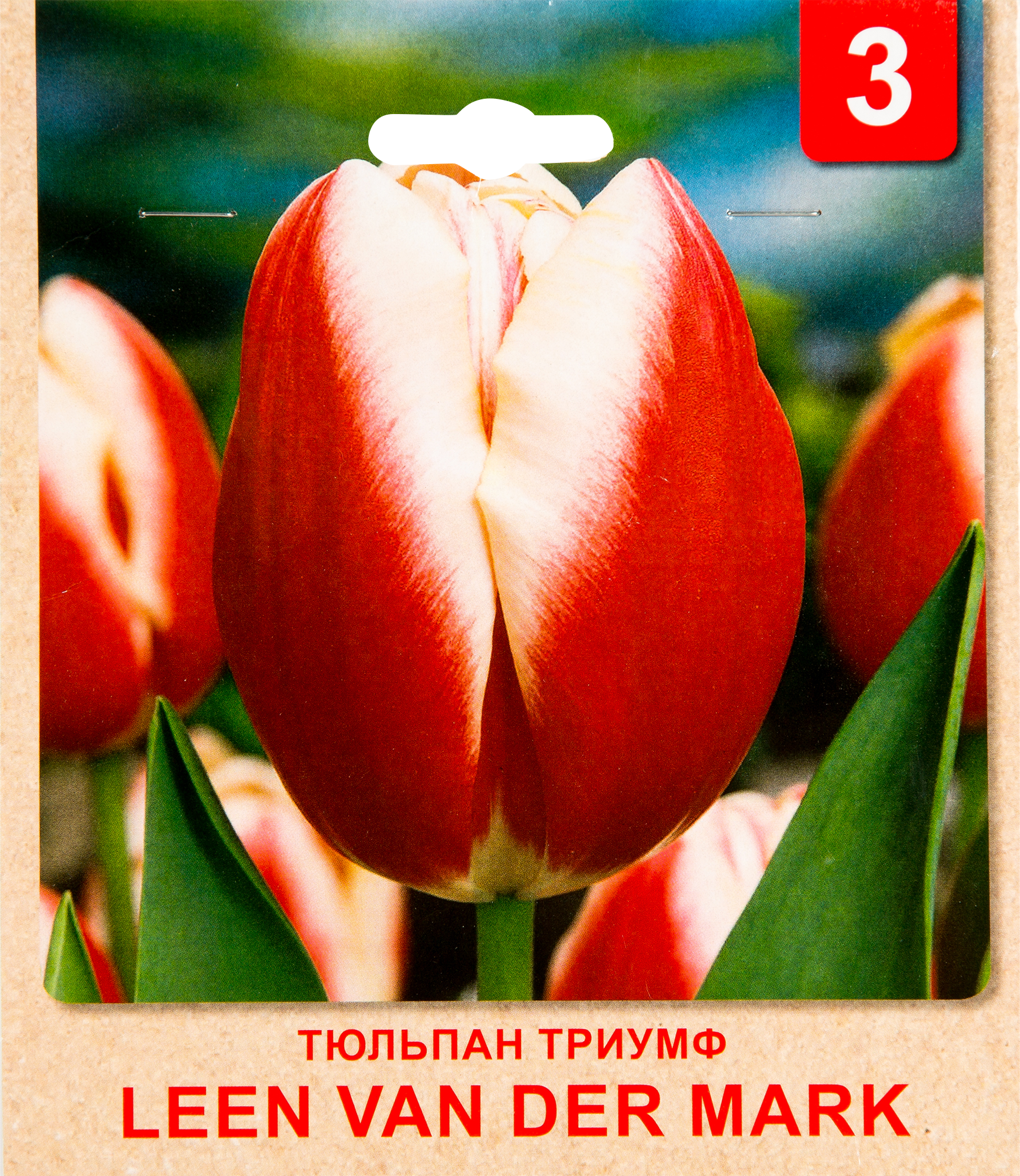 Тюльпан leen van der mark фото и описание
