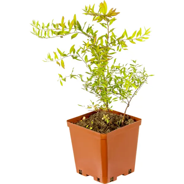 Спирея «Грефшайм С2», 30-60 см солгар экстракт листьев зеленого чая капс 60