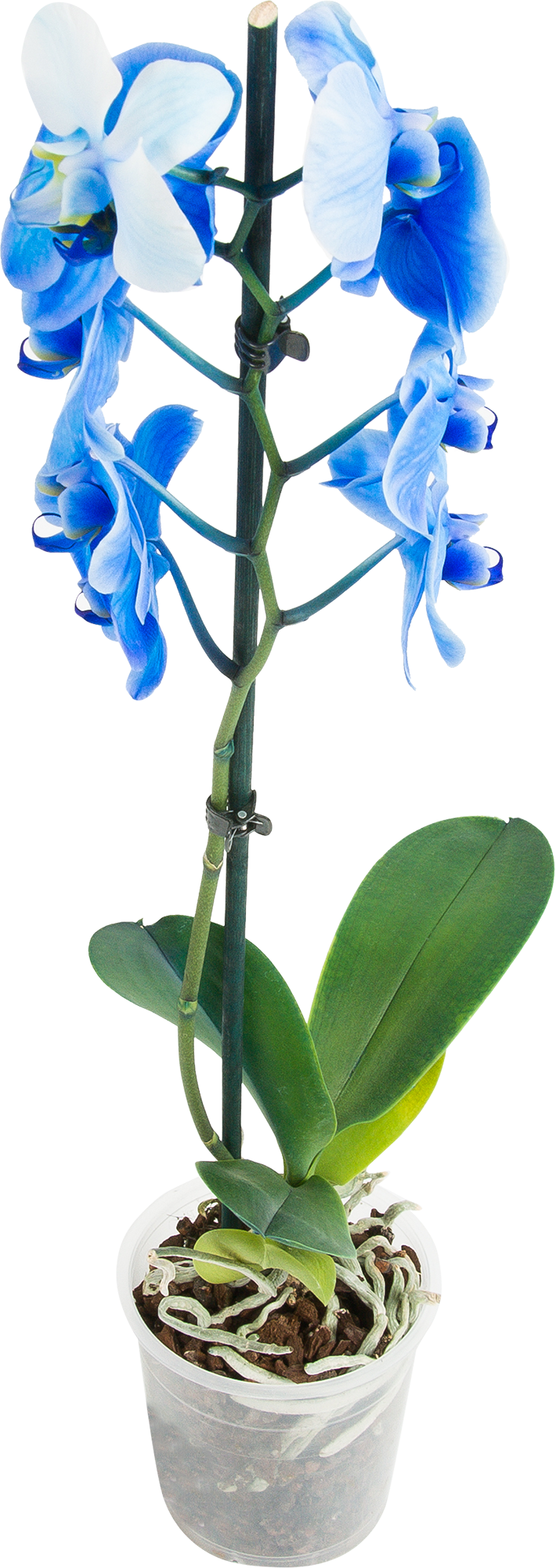 Леруа мерлен орхидея в горшке. Орхидеи в Леруа Мерлен. Фаленопсис Блю Джин. Фаленопсис leroymerlin. Синяя Орхидея Леруа Мерлен.
