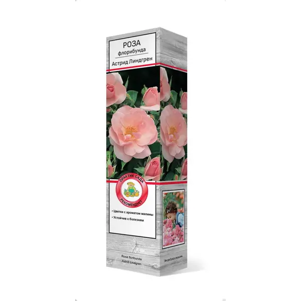 Роза флорибунда «Астрид Линдгрен» в Тюмени – купить по низкой цене в  интернет-магазине Леруа Мерлен