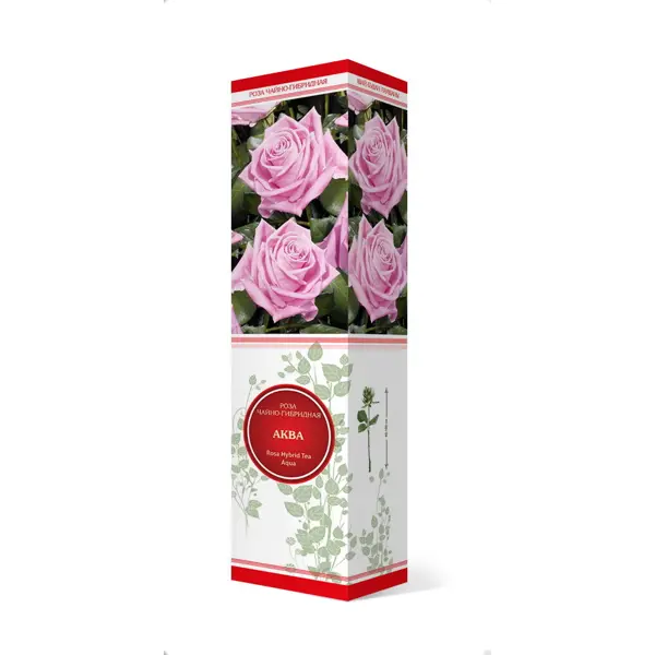 Розы чайно-гибридные «Аква» розы чайно гибридные биг пёпл