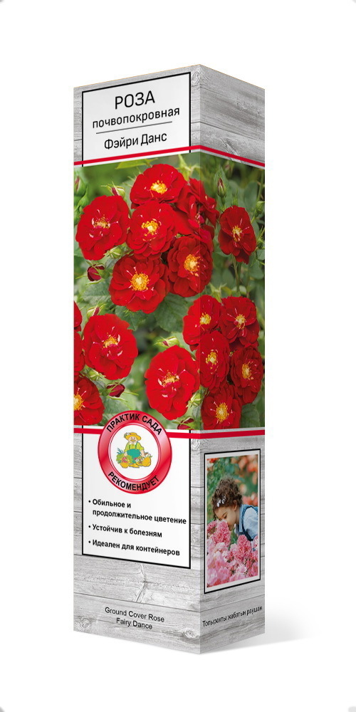 Розы почвопокровные «Фэйри Данс» в Москве – купить по низкой цене в интернет-магазине Леруа Мерлен