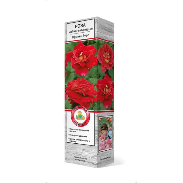 Розы чайно-гибридные «Кроненбург» розы чайно гибридные лилла вондер