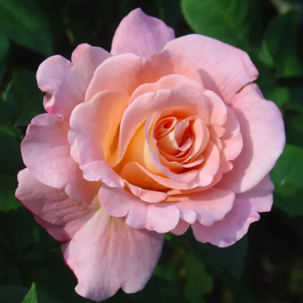 Роза-флорибунда Дойче Велле: характеристика сорта, описание, фото и отзывы