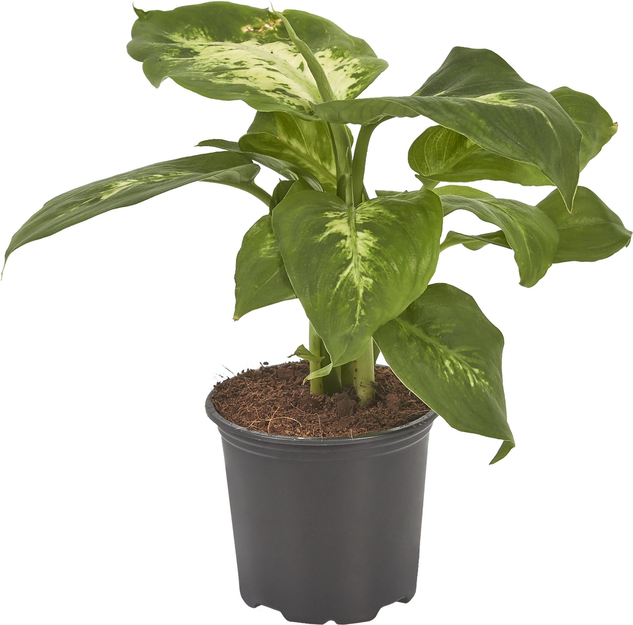 Диффенбахия компакта Dieffenbachia compacta