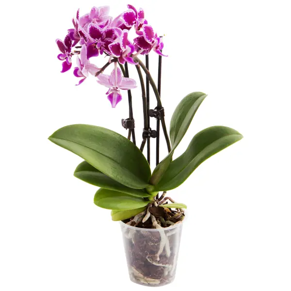 орхидея цветы воронеж купить