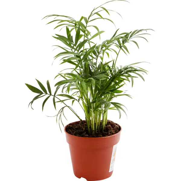 Хамедорея Элеганс 12х38 см декоративно лиственное растение монстера адансони ø12 h15 35 см