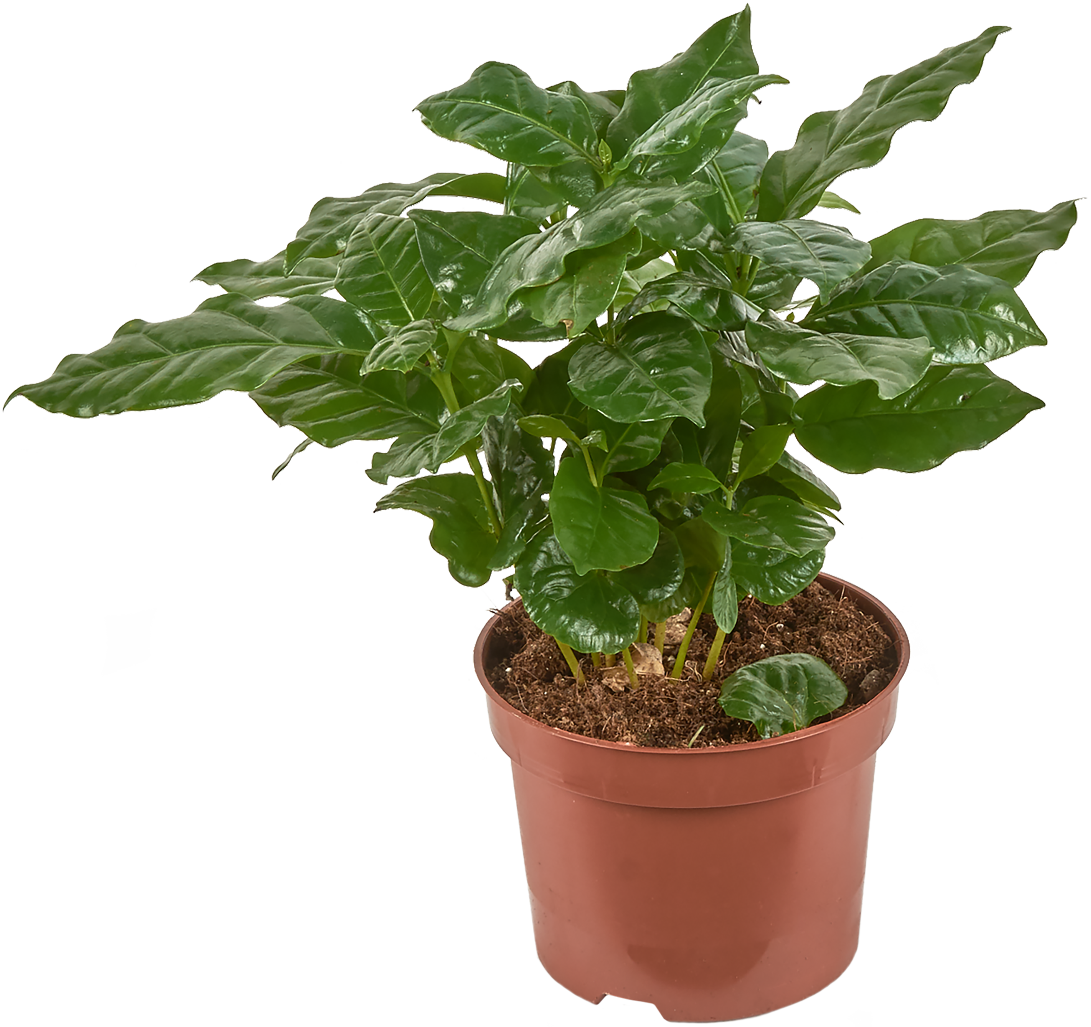 Кофе Арабика комнатное растение. Дерево кофе Арабика. Coffea Arabica цветок.