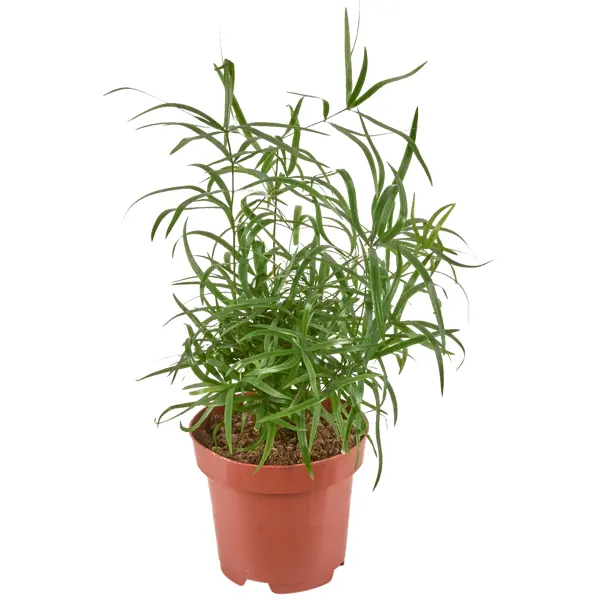 семена многолетних комнатных растений аспарагус и гревиллея набор 2 уп Аспарагус микс 12x35 см