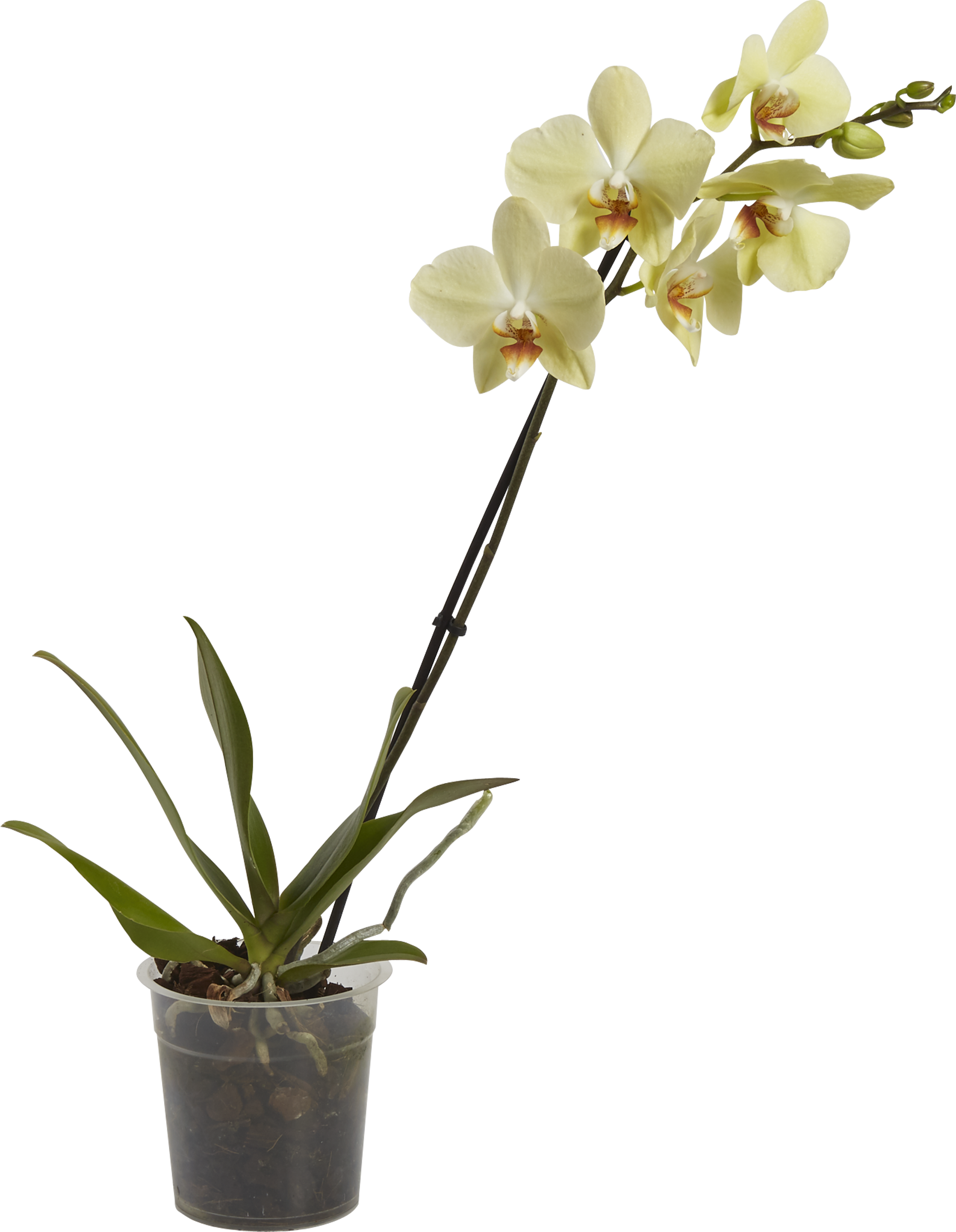 Леруа мерлен орхидея в горшке. Фаленопсис промо микс 1 стрелка. Фаленопсис промо микс. Фаленопсис Аромио микс. Фаленопсис Экстра микс.