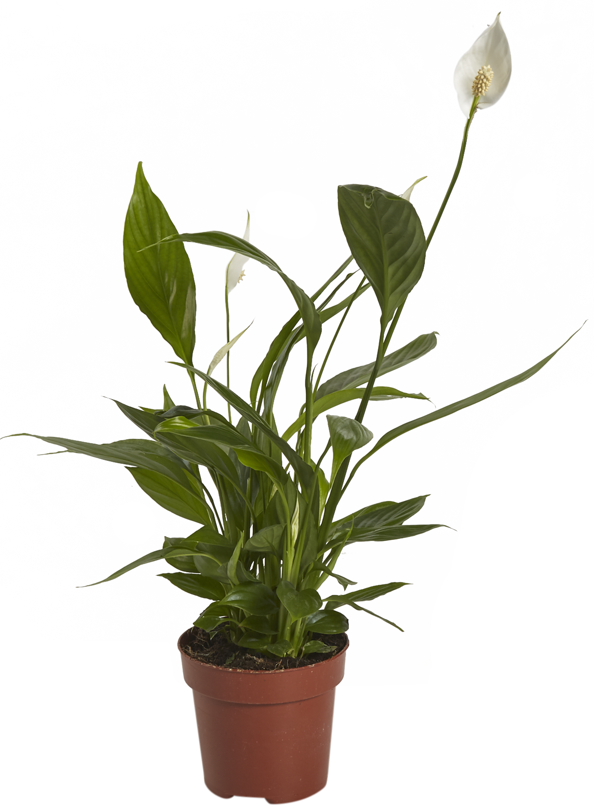 Растение спатифиллум Верди. Спатифиллум Alana 12. Спатифиллум леруа