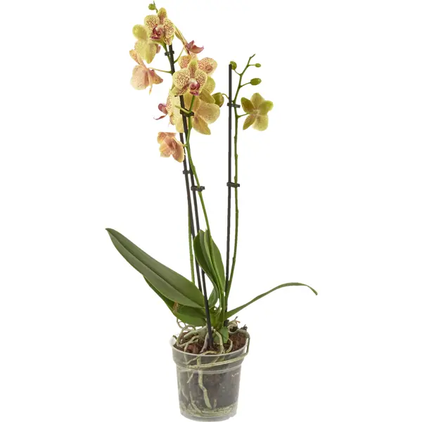 Орхидея Фаленопсис промо микс 3 стебля ø12 h60 см орхидея фаленопсис блю окрашенный ø12 h60 см синий