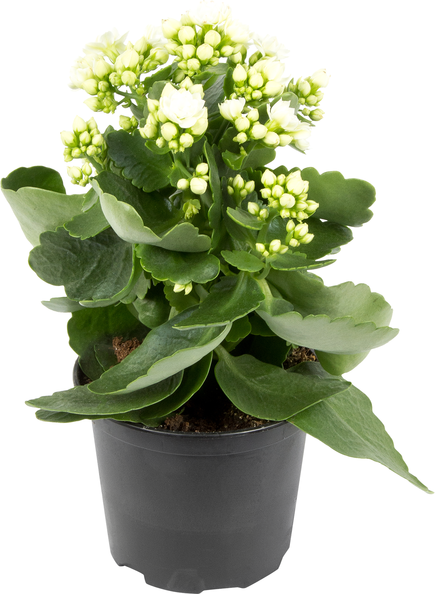 Kalanchoe С†РІРµС‚РѕРє ikea