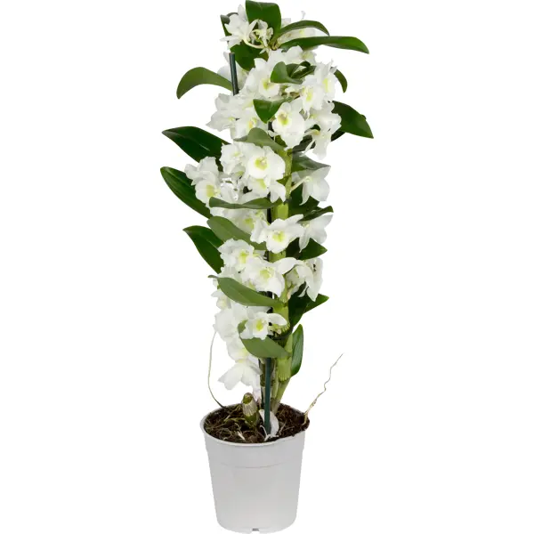 Орхидея Дендробиум Аполлон ø12 h50 см печать леггинсы нессай высокая талия тренажерный зал леггинсы беговые брюки сексуальное растение печать леггинсы йоги