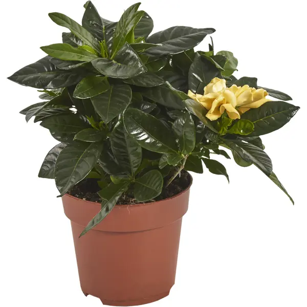 Гардения жасминовидная 13х30 см растение эко клуб комнатные растения пассифлора 4610178672907