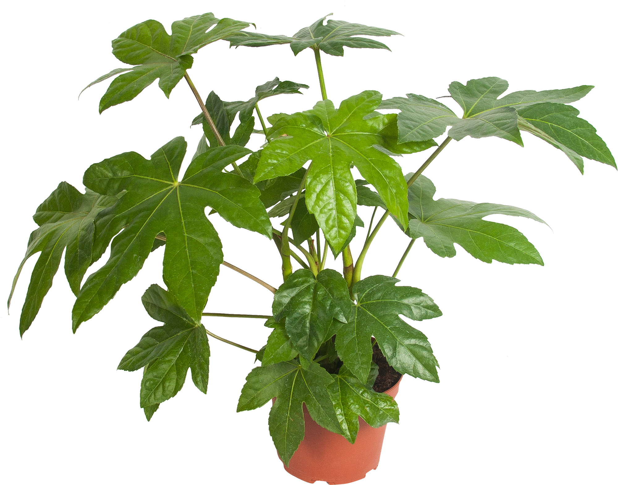 Фатсия. Fatsia japonica. Фатсия многоплодная. Фатсия Вариегата.