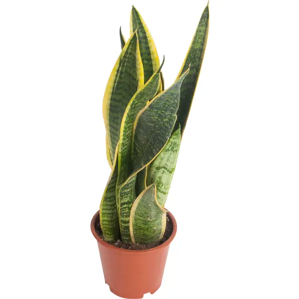 Сансевиерия Лауренти 12x30-40 см мода кактус горшок растение эмаль женская рубашка костюм брошь воротник pin эмблема