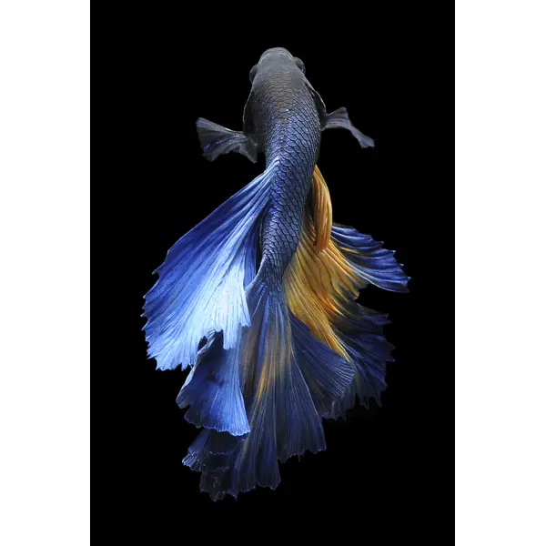 Картина на стекле Рыба 40x60 см синий полоса тропических рыб tooarts стекло скульптура стекло домашнее украшение рыба