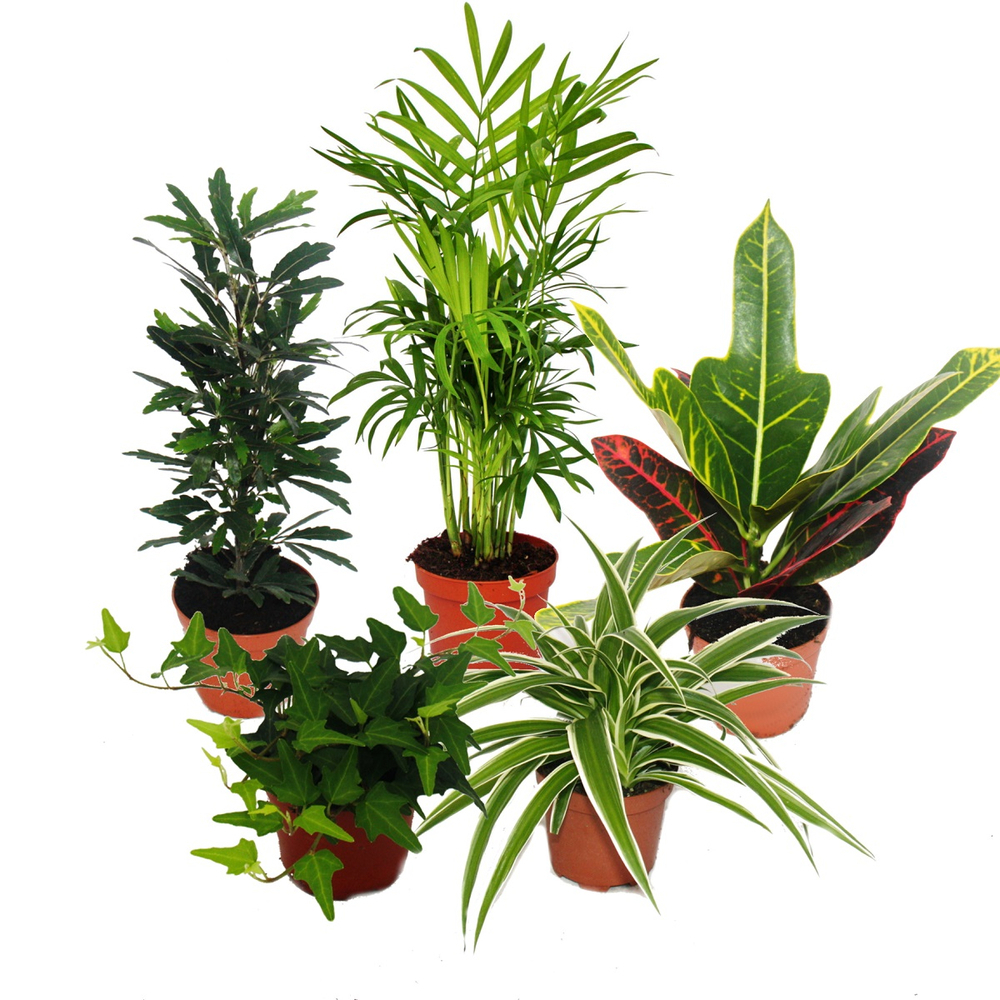 Растение houseplants d8 h35