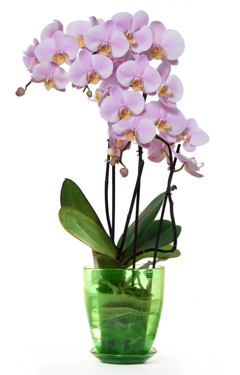 Купить орхидею в горшке авито. Орхидея фаленопсис. Фаленопсис Орхидея Орхидея фаленопсис. Орхидея фаленопсис микс. Цветы фаленопсис микс.