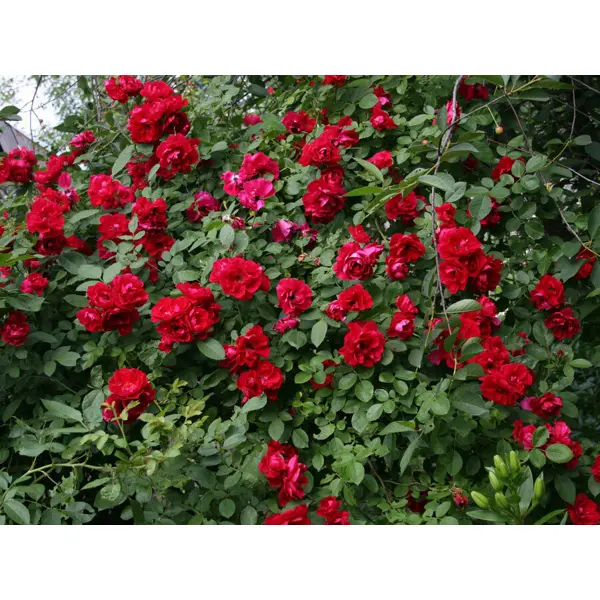 Роза плетистая Красный маяк в тубе в Москве – купить по низкой цене в интернет-магазине Леруа Мерлен